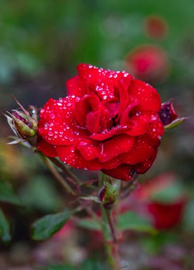 Christchurch, Yeni Zelanda 'da halka açık bir bahçede Dew ile kaplı bir kırmızı gülün yakın çekim görüntüsü.