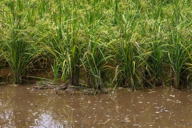 Malezya, Langkawi 'de palmiye ağaçları ve buffalolarla pirinç tarlalarına maruz kalmışlar.