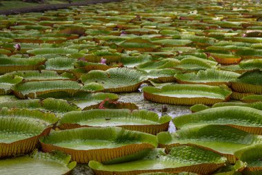 Victoria Amazonica 'nın büyük dairesel yapraklarıyla yetişen, ödüllü süs bitkisi Dev Su Zambakları olarak da bilinir..