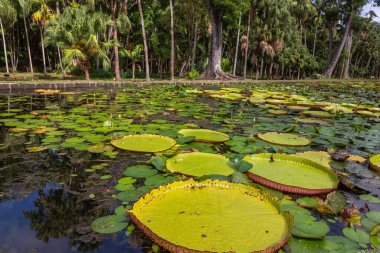 Victoria Amazonica 'nın büyük dairesel yapraklarıyla yetişen, ödüllü süs bitkisi Dev Su Zambakları olarak da bilinir..