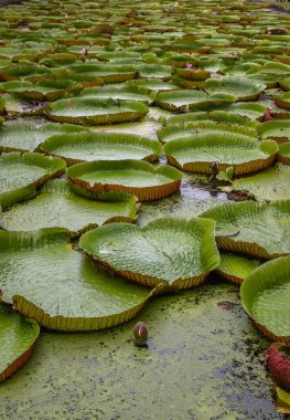 Victoria Amazonica 'nın büyük dairesel yapraklarıyla yetişen, ödüllü süs bitkisi Dev Su Zambakları olarak da bilinir..