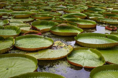 Victoria Amazonica 'nın büyük dairesel yapraklarıyla yetişen, ödüllü süs bitkisi Dev Su Zambakları olarak da bilinir..