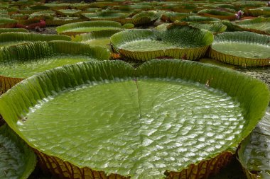Victoria Amazonica 'nın büyük dairesel yapraklarıyla yetişen, ödüllü süs bitkisi Dev Su Zambakları olarak da bilinir..