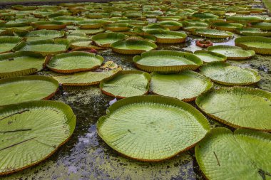 Victoria Amazonica 'nın büyük dairesel yapraklarıyla yetişen, ödüllü süs bitkisi Dev Su Zambakları olarak da bilinir..