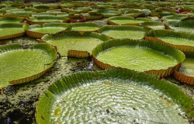 Victoria Amazonica 'nın büyük dairesel yapraklarıyla yetişen, ödüllü süs bitkisi Dev Su Zambakları olarak da bilinir..