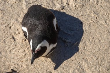 Boulders Sahili, diğer adıyla Boulders Körfezi. Penguenlerin görülebildiği tek Afrika plajı. Cape Town, Güney Afrika.