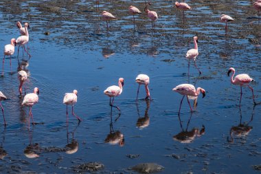 Walvis Körfezi, Namibya, Afrika 'nın tuz kaplarında bir flamingo sürüsüne maruz kalmak
