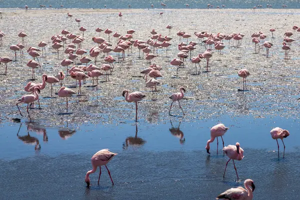 stock image Exposure of a flamingo flock in the salt pans of Walvis Bay, Namibia, Africa