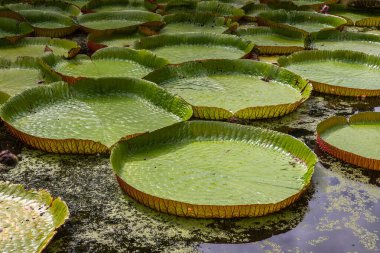 Victoria Amazonica 'nın büyük dairesel yapraklarıyla yetişen, ödüllü süs bitkisi Dev Su Zambakları olarak da bilinir..