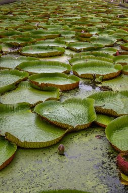 Victoria Amazonica 'nın büyük dairesel yapraklarıyla yetişen, ödüllü süs bitkisi Dev Su Zambakları olarak da bilinir..