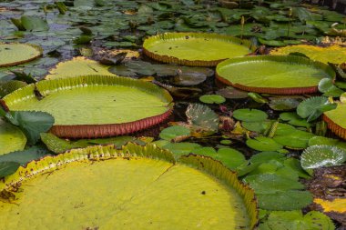 Victoria Amazonica 'nın büyük dairesel yapraklarıyla yetişen, ödüllü süs bitkisi Dev Su Zambakları olarak da bilinir..