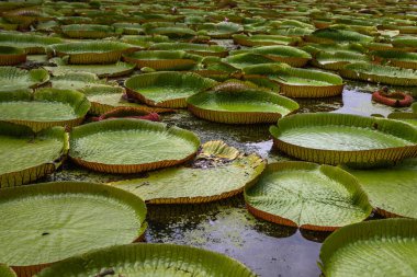 Victoria Amazonica 'nın büyük dairesel yapraklarıyla yetişen, ödüllü süs bitkisi Dev Su Zambakları olarak da bilinir..