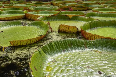 Victoria Amazonica 'nın büyük dairesel yapraklarıyla yetişen, ödüllü süs bitkisi Dev Su Zambakları olarak da bilinir..