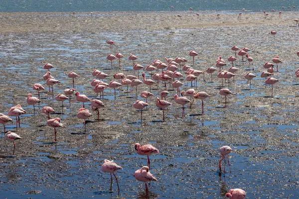 Walvis Körfezi, Namibya, Afrika 'nın tuz kaplarında bir flamingo sürüsüne maruz kalmak