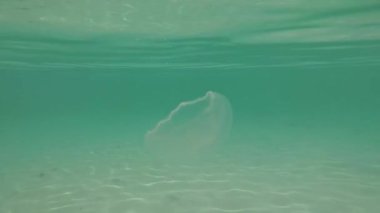 Jamaika 'da açık yeşil suda yüzen tek bir denizanası var.
