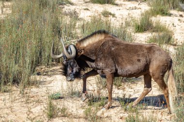 Güney Afrika Safari 'sinde yapılan bir antilop ihbarı..