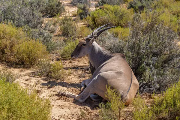 Güney Afrika Safari 'sinde yapılan bir antilop ihbarı..