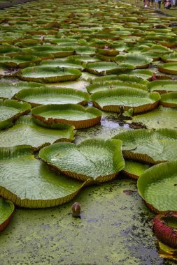 Victoria Amazonica 'nın büyük dairesel yapraklarıyla yetişen, ödüllü süs bitkisi Dev Su Zambakları olarak da bilinir..