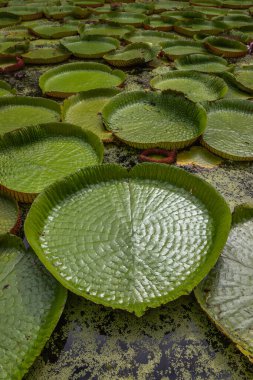 Victoria Amazonica 'nın büyük dairesel yapraklarıyla yetişen, ödüllü süs bitkisi Dev Su Zambakları olarak da bilinir..