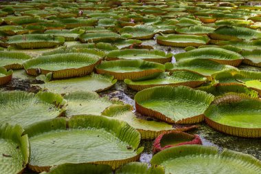 Victoria Amazonica 'nın büyük dairesel yapraklarıyla yetişen, ödüllü süs bitkisi Dev Su Zambakları olarak da bilinir..