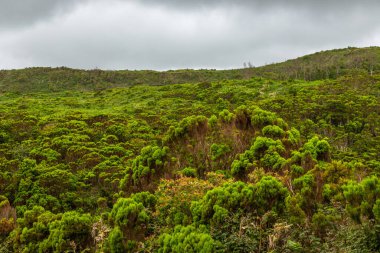 Ökaliptüs Ormanı 'nın ve çevresindeki tüm bitkilerin ve Terceira Adası' ndaki Algar do Carvao yakınlarında büyük bir yosun ve liken çeşitliliğinin açığa çıkması, Azores