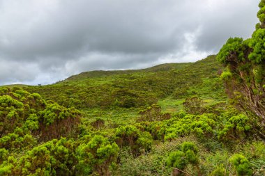 Ökaliptüs Ormanı 'nın ve çevresindeki tüm bitkilerin ve Terceira Adası' ndaki Algar do Carvao yakınlarında büyük bir yosun ve liken çeşitliliğinin açığa çıkması, Azores