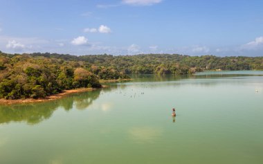 Gatun Gölü kıyıları boyunca bulunan biyolojik çeşitliliğe maruz kalmak, Panama Kanalı 'nın büyük bir bölümü olan Colon, Panama' nın güneyinde bulunan tatlı su yapay gölü.