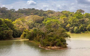 Gatun Gölü kıyıları boyunca bulunan biyolojik çeşitliliğe maruz kalmak, Panama Kanalı 'nın büyük bir bölümü olan Colon, Panama' nın güneyinde bulunan tatlı su yapay gölü.