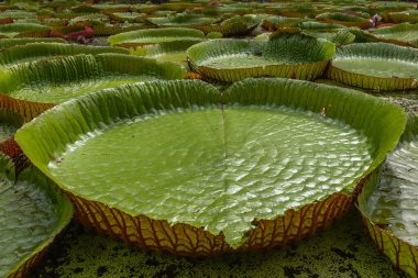 Victoria Amazonica 'nın büyük dairesel yapraklarıyla yetişen, ödüllü süs bitkisi Dev Su Zambakları olarak da bilinir..