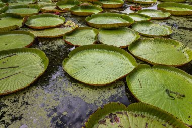 Victoria Amazonica 'nın büyük dairesel yapraklarıyla yetişen, ödüllü süs bitkisi Dev Su Zambakları olarak da bilinir..