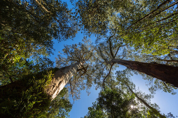Looking up at towering eucalyptus trees in a lush forest near Melbourne, Victoria, Australia. The image captures the height and majesty of the native Australian landscape on a clear blue-sky day. Perfect for themes related to nature, conservation