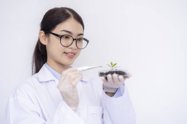 Bilimadamları GDO 'yu incelemek için bitki dokusuyla çalışıyorlar.