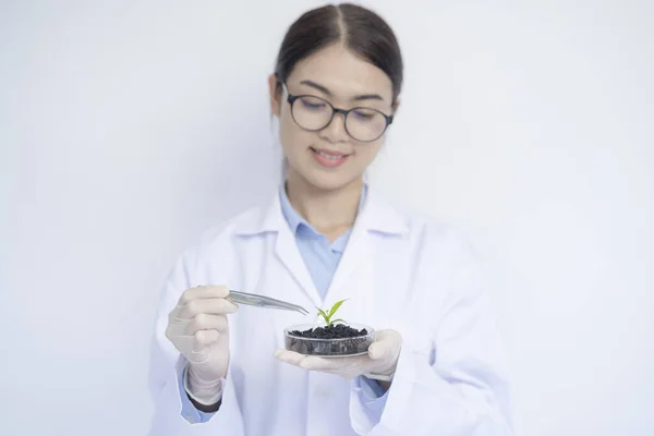 Female scientist at laboratory, Genetic laboratory. Biotechnologist analytical laboratory tested samples of plants.