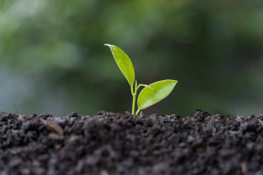 Bitmiş enerji kaynaklarının yerine ağaç dikmek