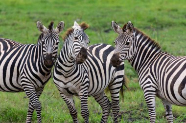 Kenya 'da yakın mesafeden üç Afrikalı zebra.