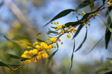Daldaki sarı çiçekler.