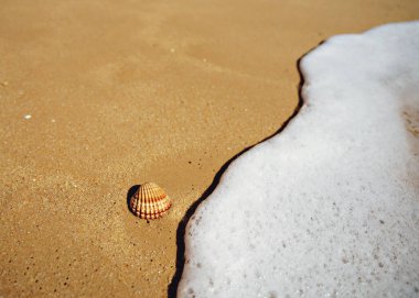 Sahilde deniz kabukları, sakin ve serin. Yüksek kalite fotoğraf