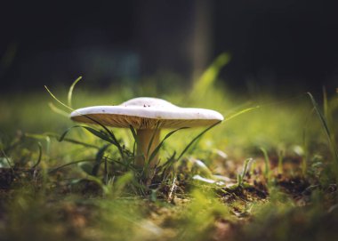 Ormanda büyüyen mantar