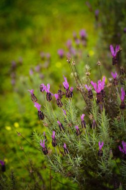 Gün batımında arka planda doğal lavanta çalıları kapanır. Yüksek kalite fotoğraf