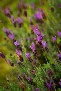 Gün batımında arka planda doğal lavanta çalıları kapanır. Yüksek kalite fotoğraf