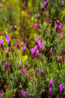 Gün batımında arka planda doğal lavanta çalıları kapanır. Yüksek kalite fotoğraf
