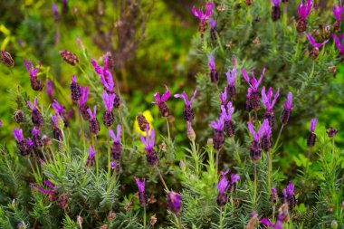 Gün batımında arka planda doğal lavanta çalıları kapanır. Yüksek kalite fotoğraf