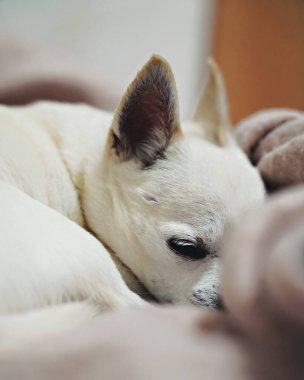 Küçük beyaz bir köpek battaniyenin üzerinde kıvrılmış uyuyor. Chihuahua köpeği. Yüksek kalite fotoğraf