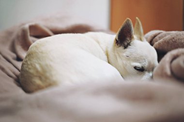 Küçük beyaz bir köpek battaniyenin üzerinde kıvrılmış uyuyor. Chihuahua köpeği. Yüksek kalite fotoğraf