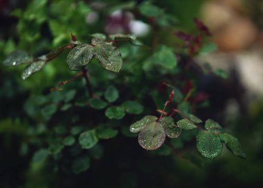 Yaz bahçesinde açan güzel kırmızı güller. Açık havada yetişen gül çiçekleri, doğa, çiçek açan sanat tasarımı arka plan. Yeşil çimlerin üzerinde parlak gül tomurcukları. Doğa, bahçıvanlık, tasarım. - Evet. Yüksek kalite fotoğraf