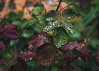 Yaz bahçesinde açan güzel kırmızı güller. Açık havada yetişen gül çiçekleri, doğa, çiçek açan sanat tasarımı arka plan. Yeşil çimlerin üzerinde parlak gül tomurcukları. Doğa, bahçıvanlık, tasarım. - Evet. Yüksek kalite fotoğraf