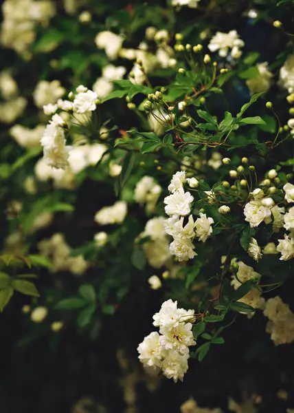 Bahçede küçük beyaz güller güzel bahar deseni. Yüksek kalite fotoğraf