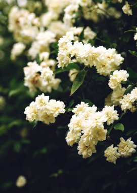 Bahçede küçük beyaz güller güzel bahar deseni. Yüksek kalite fotoğraf