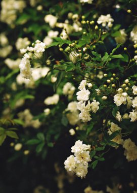 Bahçede küçük beyaz güller güzel bahar deseni. Yüksek kalite fotoğraf