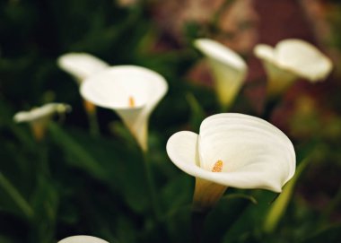Bahçedeki güzel beyaz dev Calla Lily çiçekleri. Mükemmel doğal bir geçmiş. Yüksek kalite fotoğraf